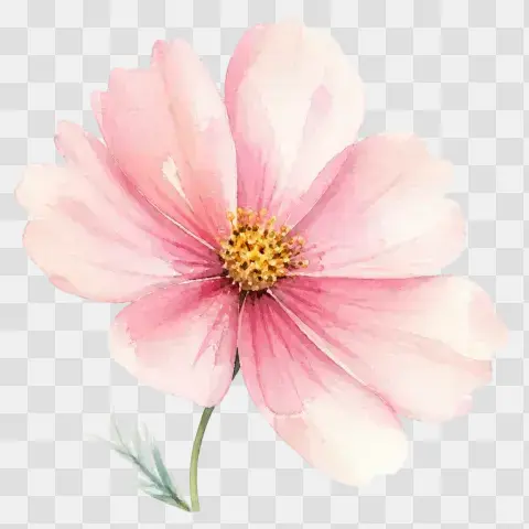 Blush Cosmos Bloom Watercolor Clip Art