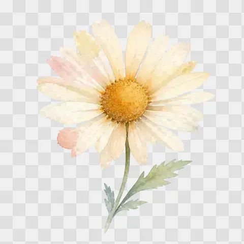 Cream Daisy Bloom Watercolor Clip Art