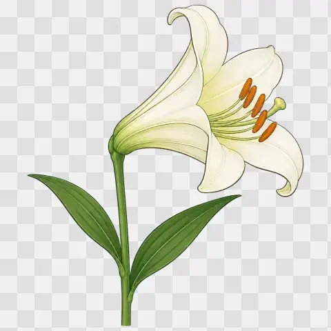 Easter Lily Half Open Bloom Profile View