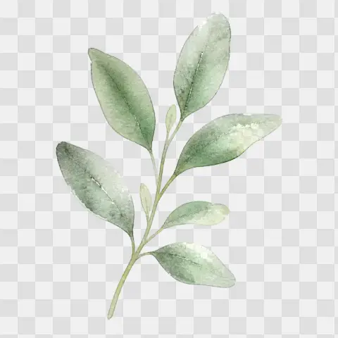 Sage Leaf Sprig Watercolor Clip Art