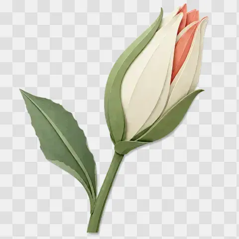 Swelling Lily Bud Side Profile Papercut