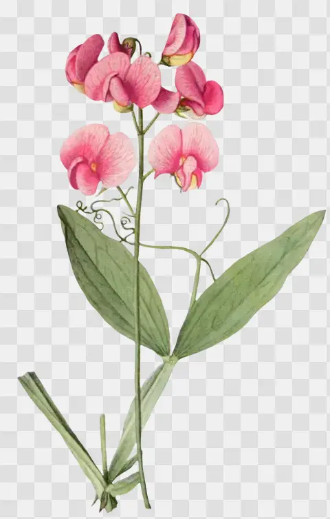 Lathyrus Latifolius