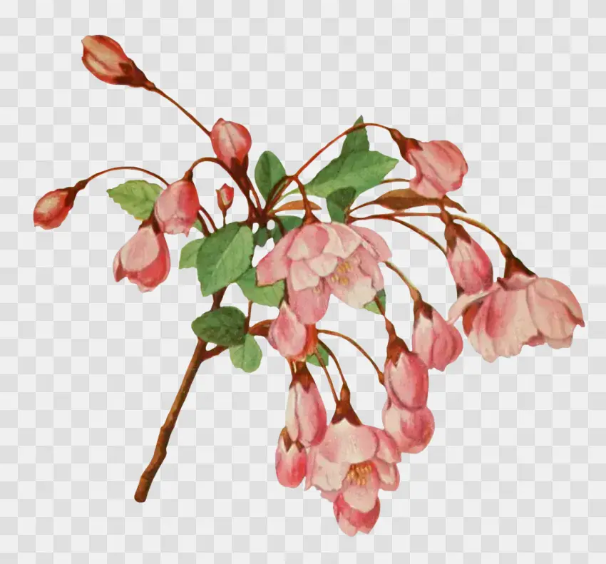 Malus Halliana