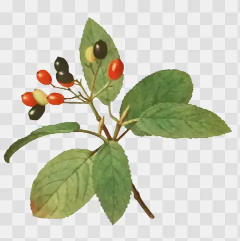 Viburnum Lantana