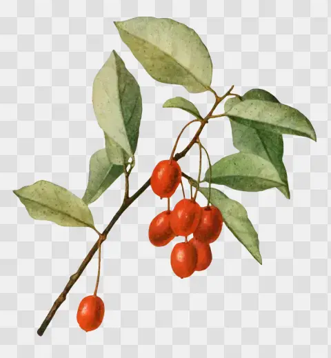 Elaeagnus Multiflorus