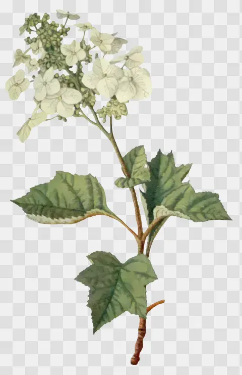 Hydrangea Quercifolia