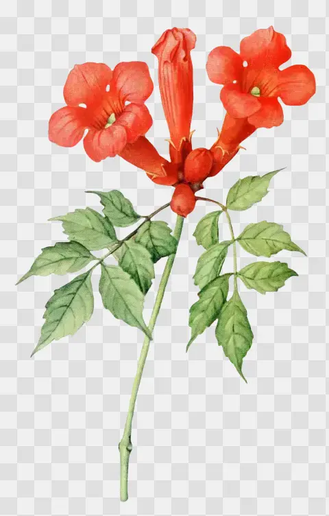 Vintage Bignonia Radicans Botanical Illustration