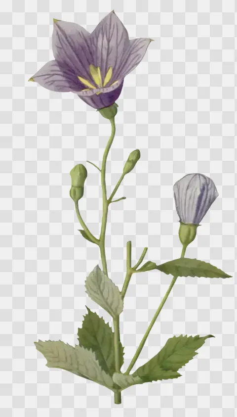 Platycodon Grandiflorum