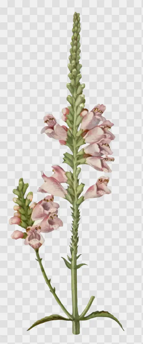 Dracocephalum Speciosum