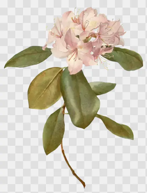 Rhododendron Carolinianum