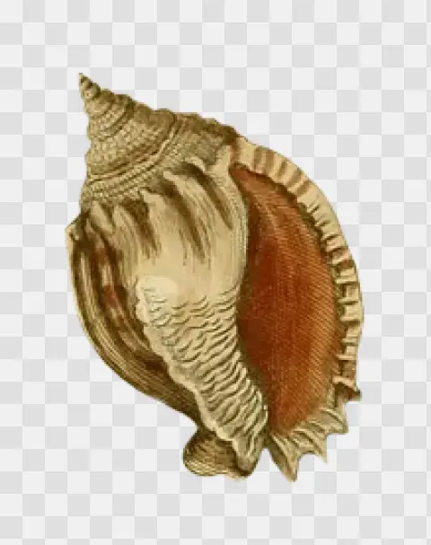 Vintage Detailed Conch Seashell