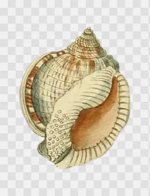 Detailed Sea Shell Art