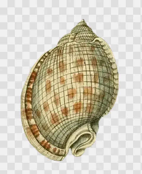 Vintage Sea Shell Illustration