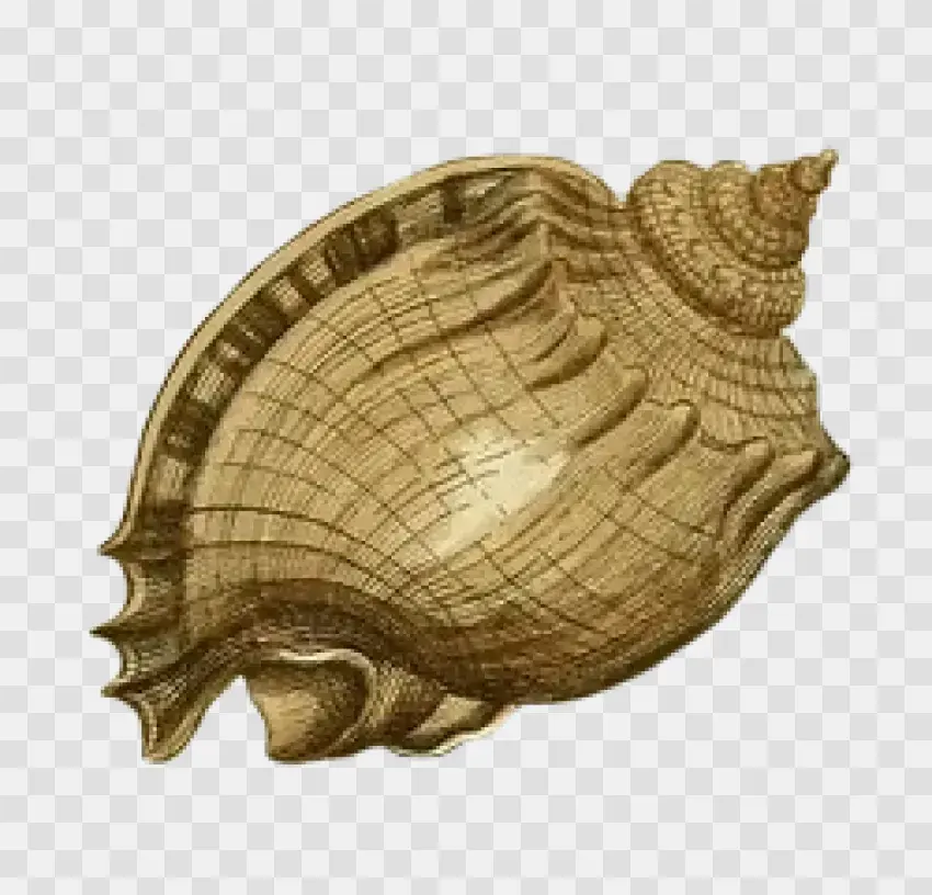 Vintage Seashell Illustration Art