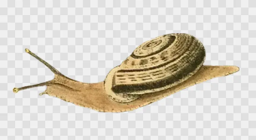 Classical Garden Snail Drawing