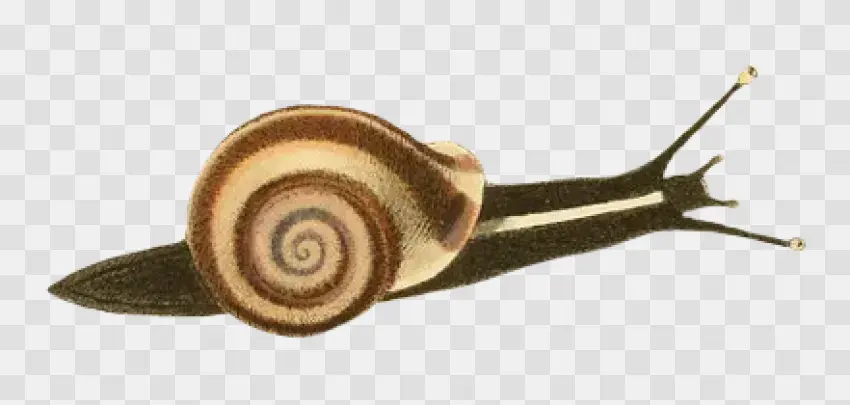 Retro Snail Scientific Drawing