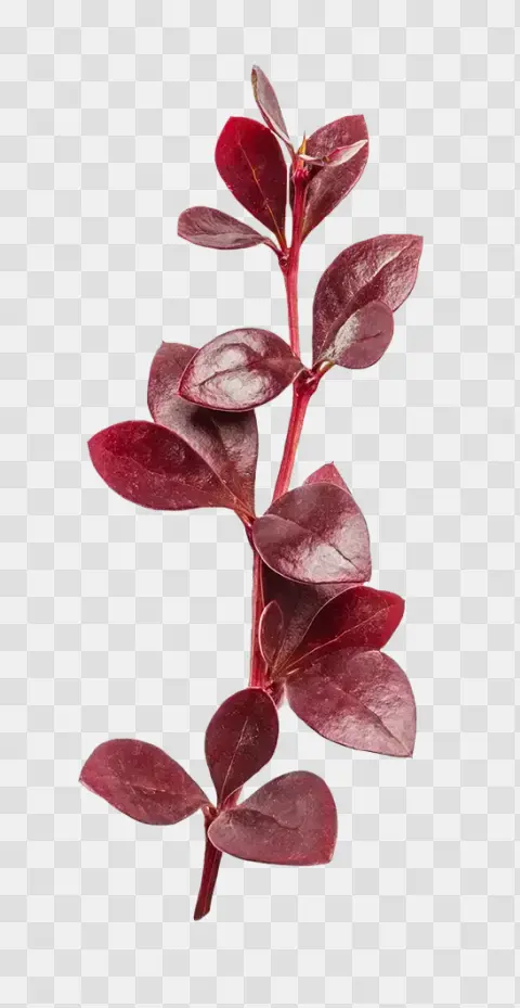 Red Barberry Branch With Leaves