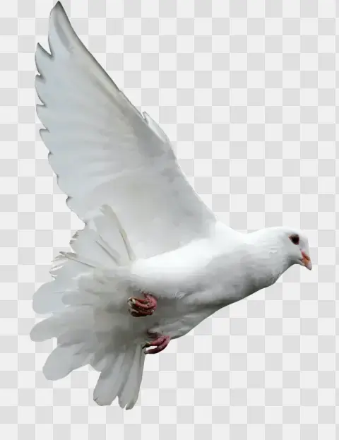 White Dove in Mid Flight
