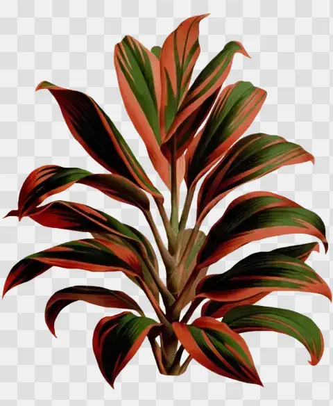 Vintage Cordyline Tropical Leaf Illustration