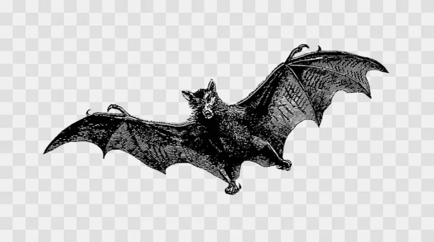Vintage Woodcut Style Flying Bat